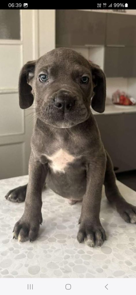 des Abysses de Némésis - Chiot disponible  - Cane Corso