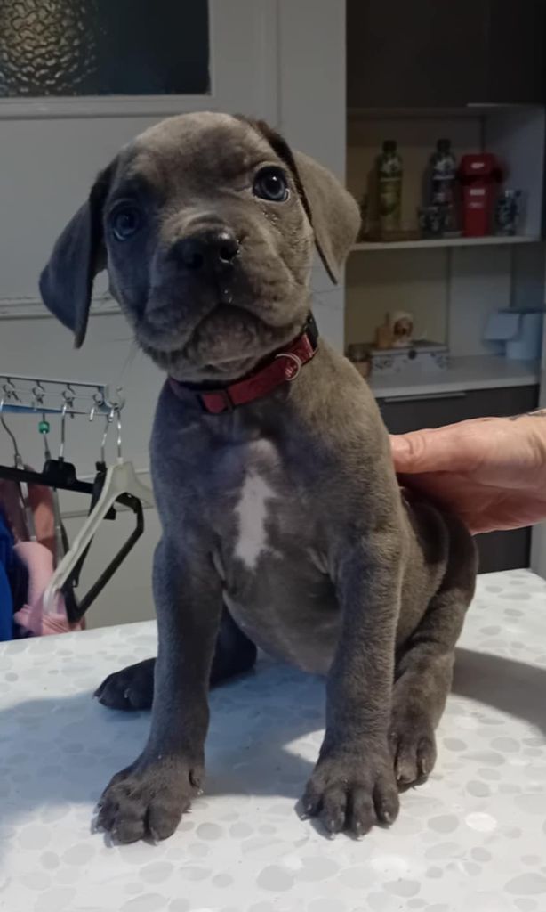 des Abysses de Némésis - Chiot disponible  - Cane Corso