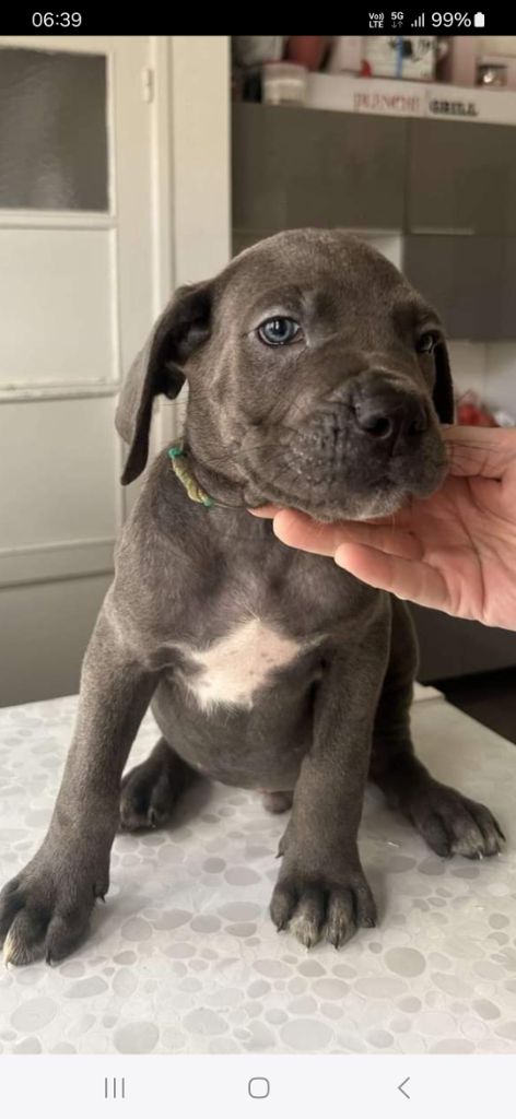 des Abysses de Némésis - Chiot disponible  - Cane Corso