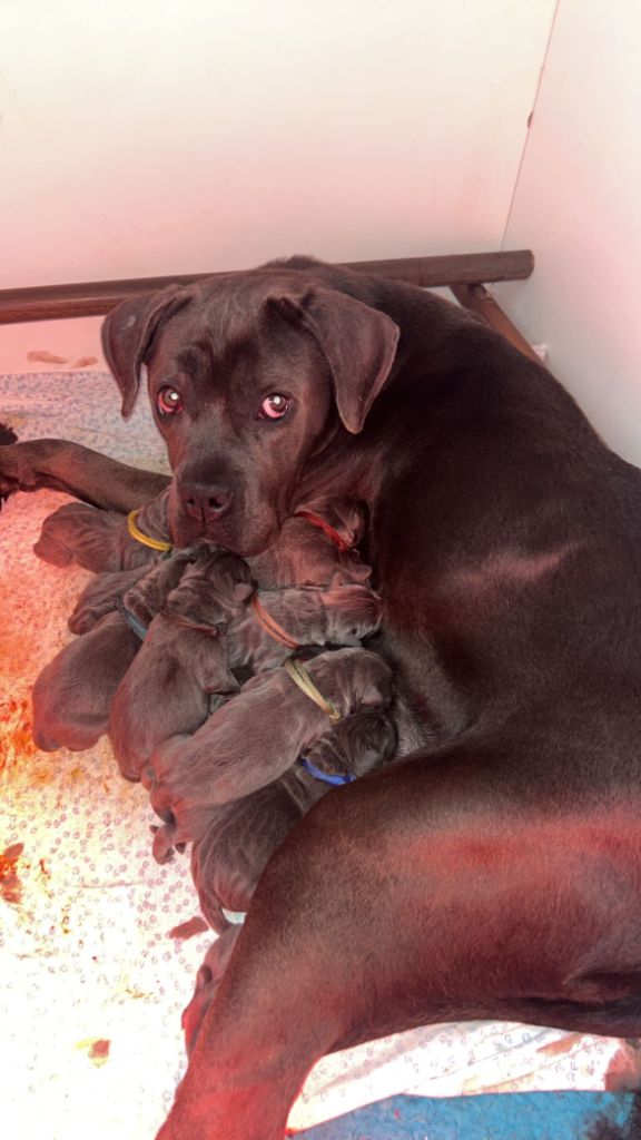 chiot Cane Corso des Abysses de Némésis