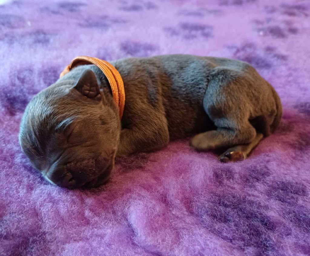 des Abysses de Némésis - Chiot disponible  - Cane Corso