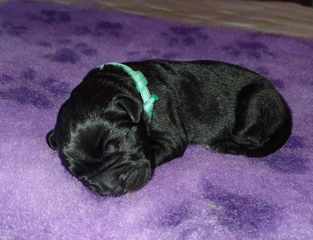 des Abysses de Némésis - Chiot disponible  - Cane Corso