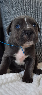 des Abysses de Némésis - Cane Corso - Portée née le 26/04/2022