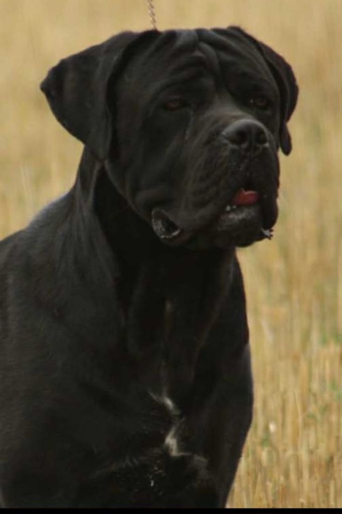 CH. Bangok Empire Of Bircakovic