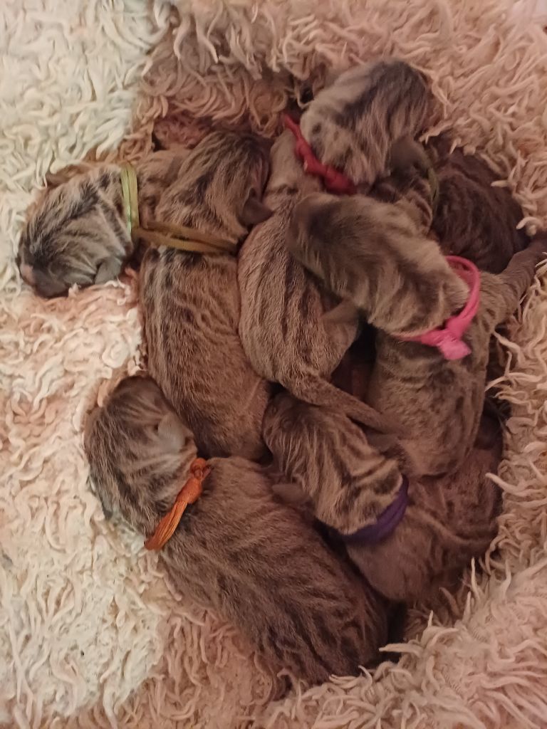 Bébés arrivaient le 8 octobre 