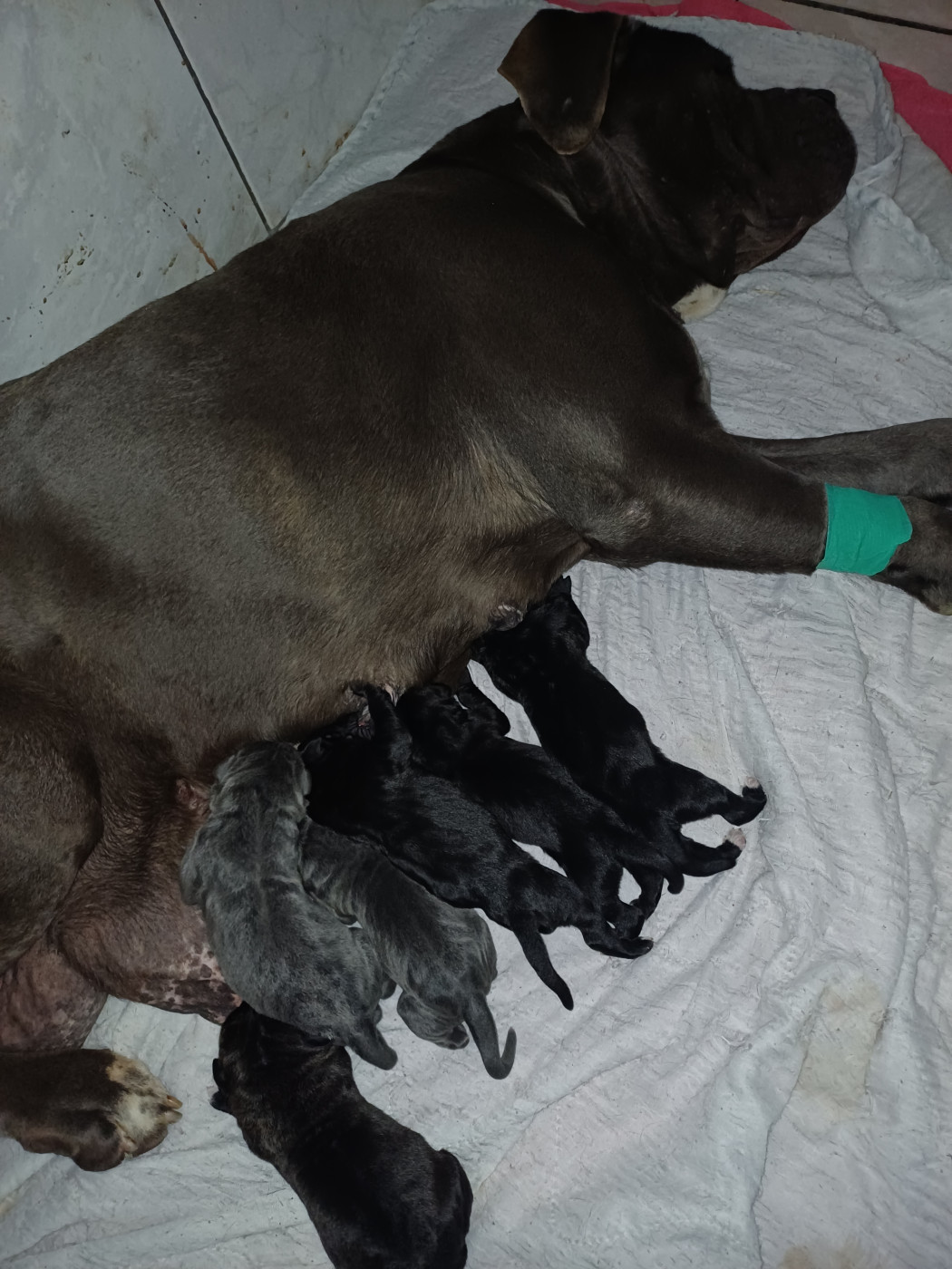 Chiot Cane Corso des Abysses de Némésis