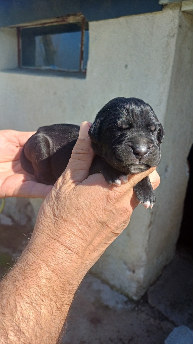 des Abysses de Némésis - Chiots disponibles - Cane Corso