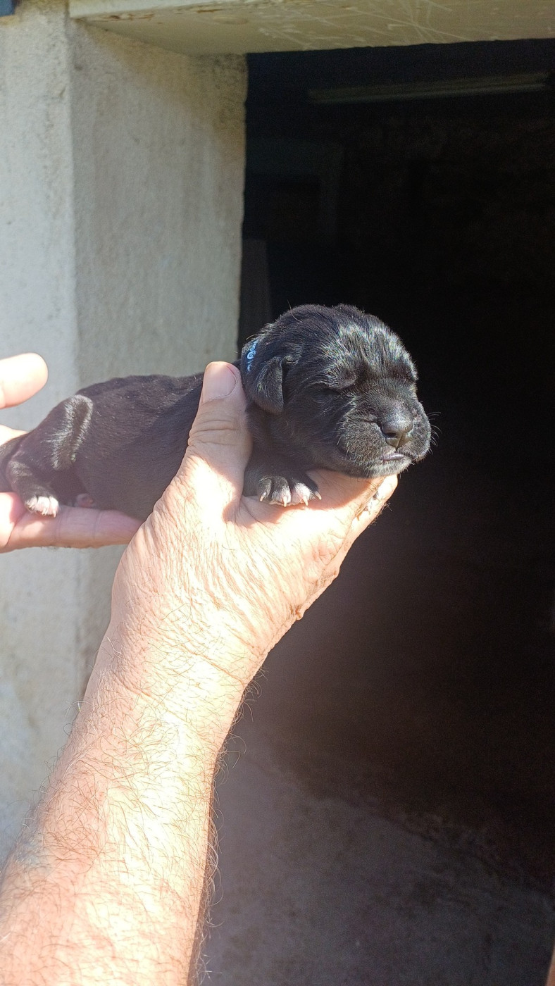 des Abysses de Némésis - Chiots disponibles - Cane Corso