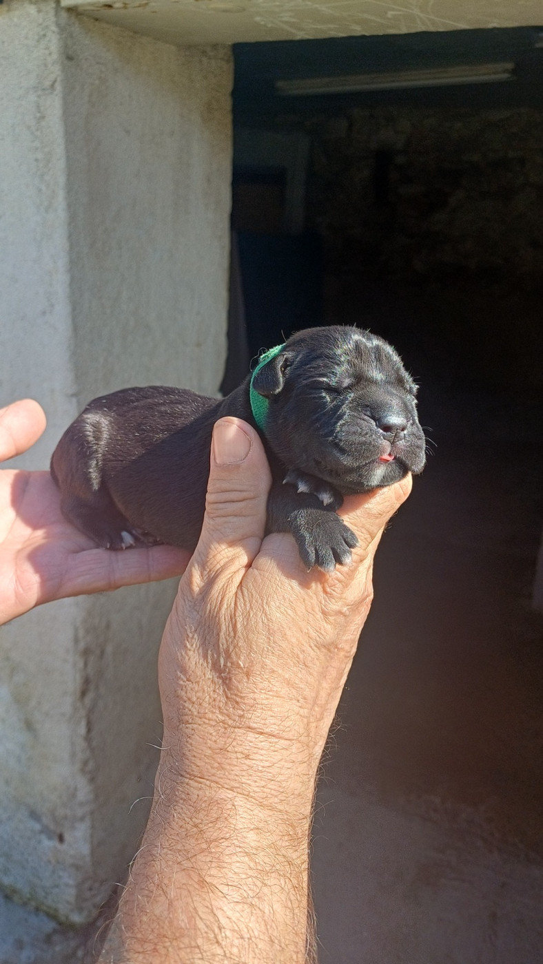 des Abysses de Némésis - Chiots disponibles - Cane Corso