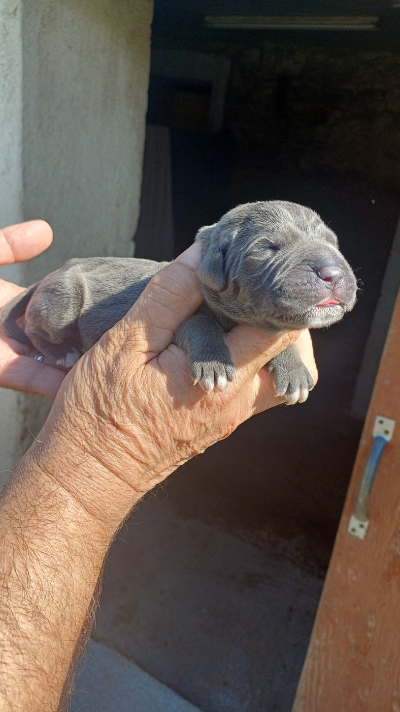 des Abysses de Némésis - Chiots disponibles - Cane Corso