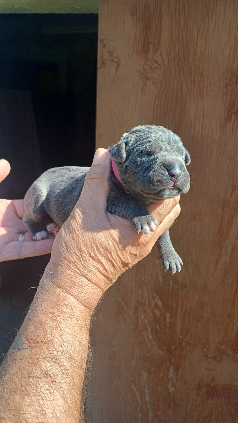 des Abysses de Némésis - Chiots disponibles - Cane Corso
