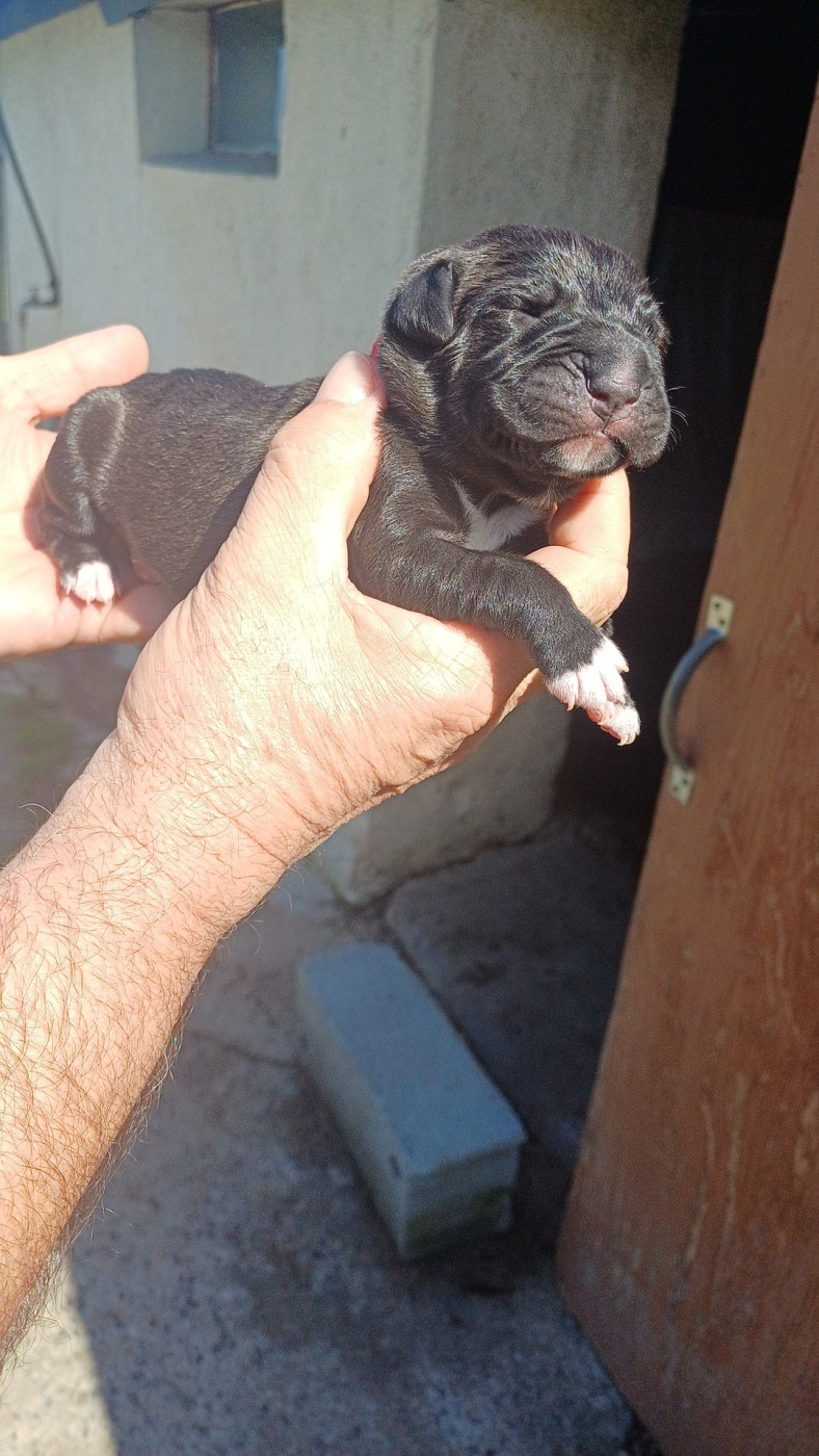 des Abysses de Némésis - Chiots disponibles - Cane Corso