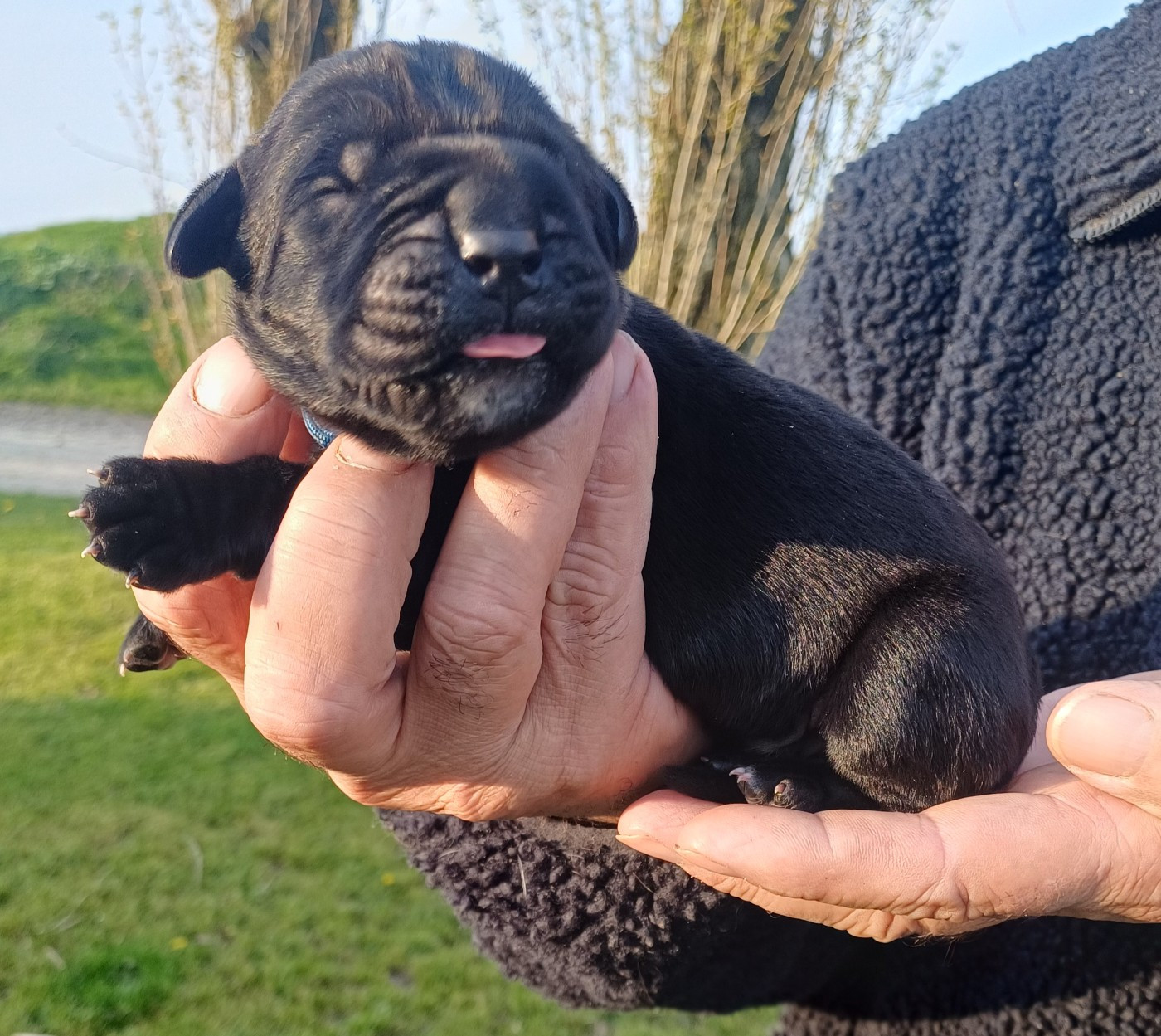des Abysses de Némésis - Chiots disponibles - Cane Corso