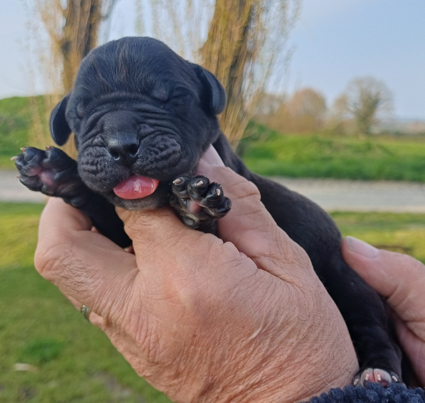 des Abysses de Némésis - Chiots disponibles - Cane Corso