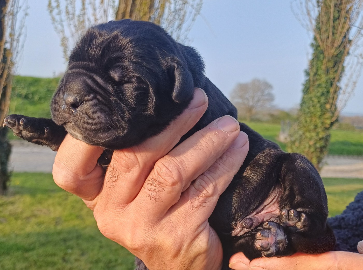 des Abysses de Némésis - Chiots disponibles - Cane Corso