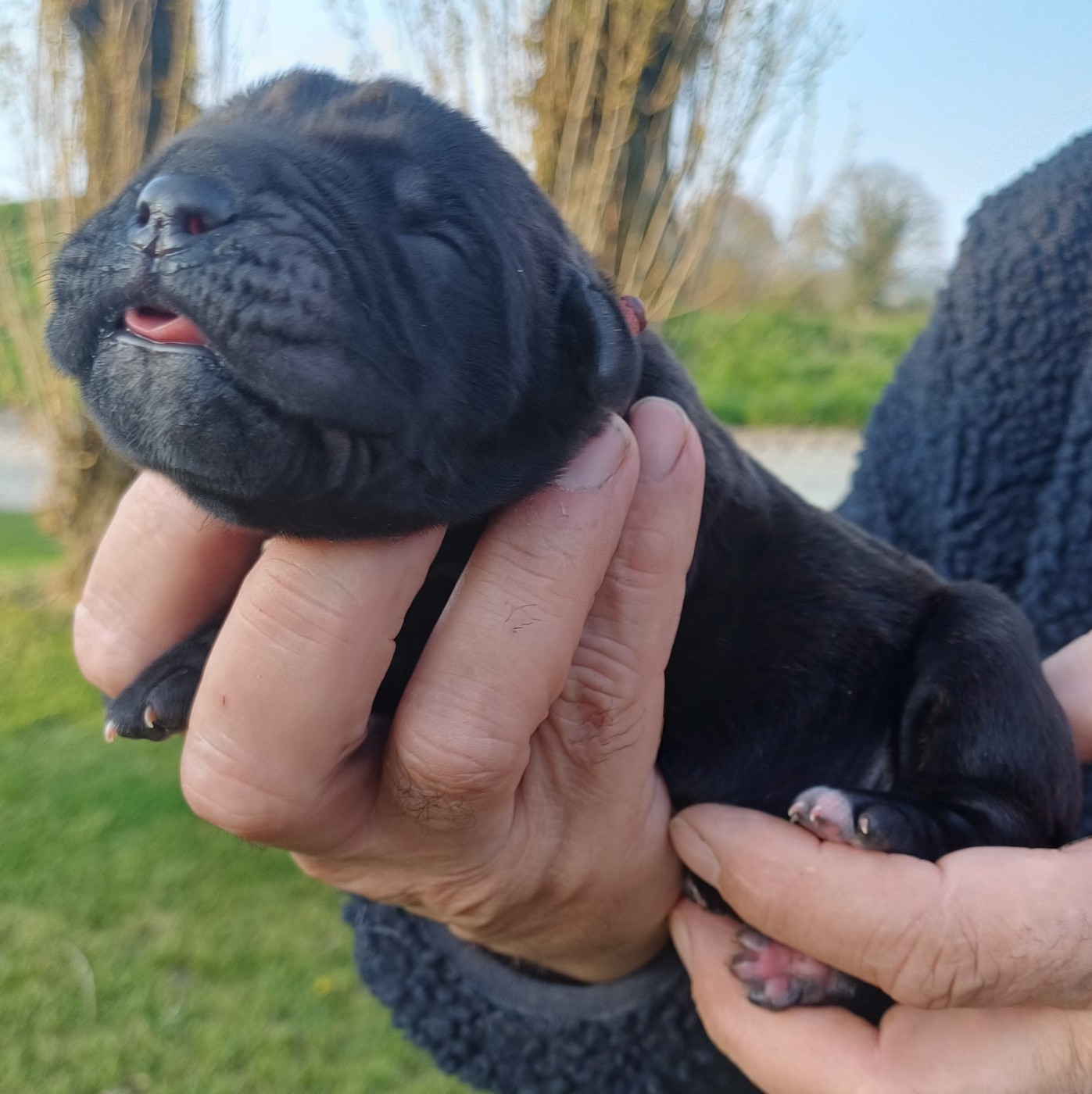 des Abysses de Némésis - Chiots disponibles - Cane Corso