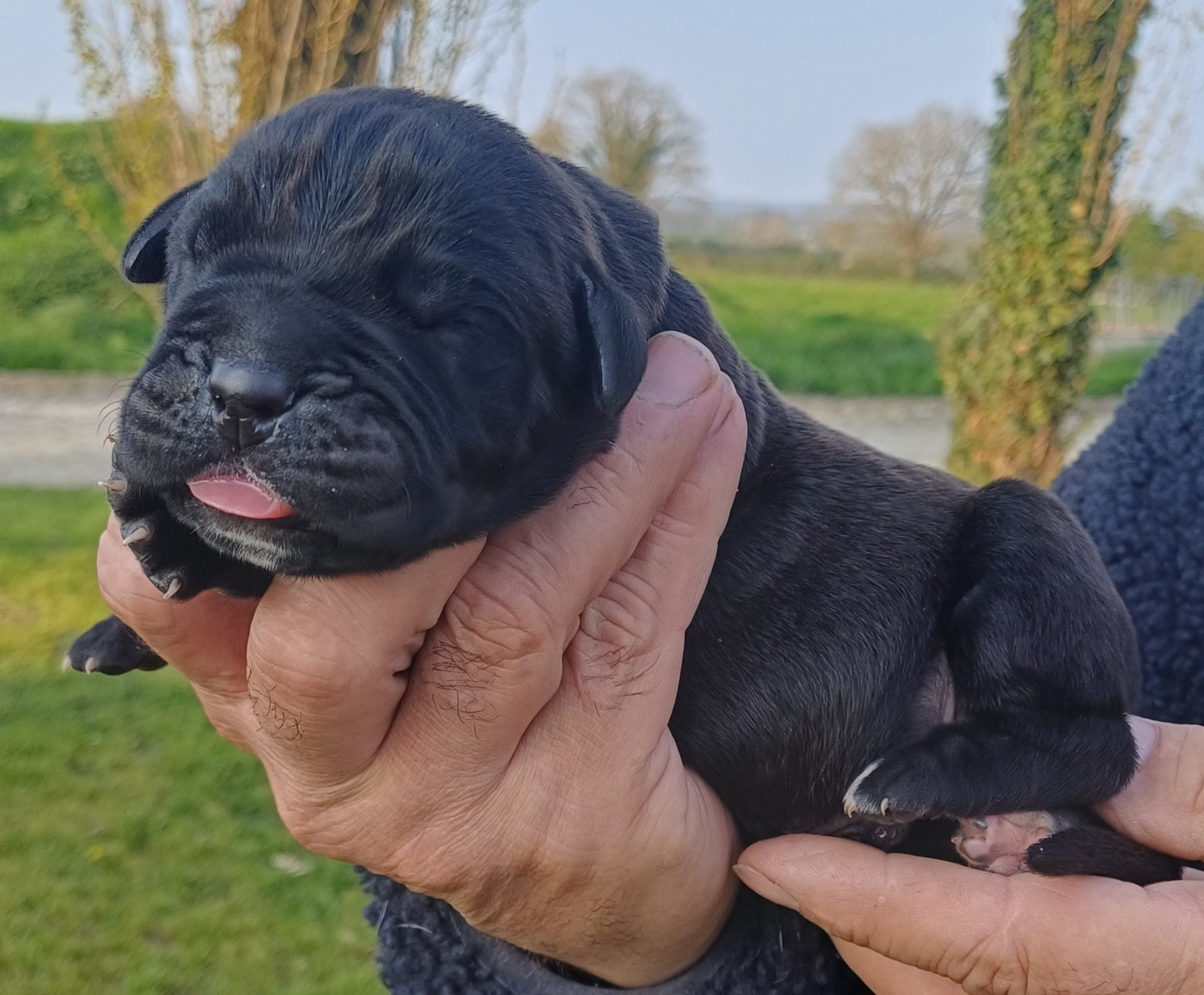des Abysses de Némésis - Chiots disponibles - Cane Corso