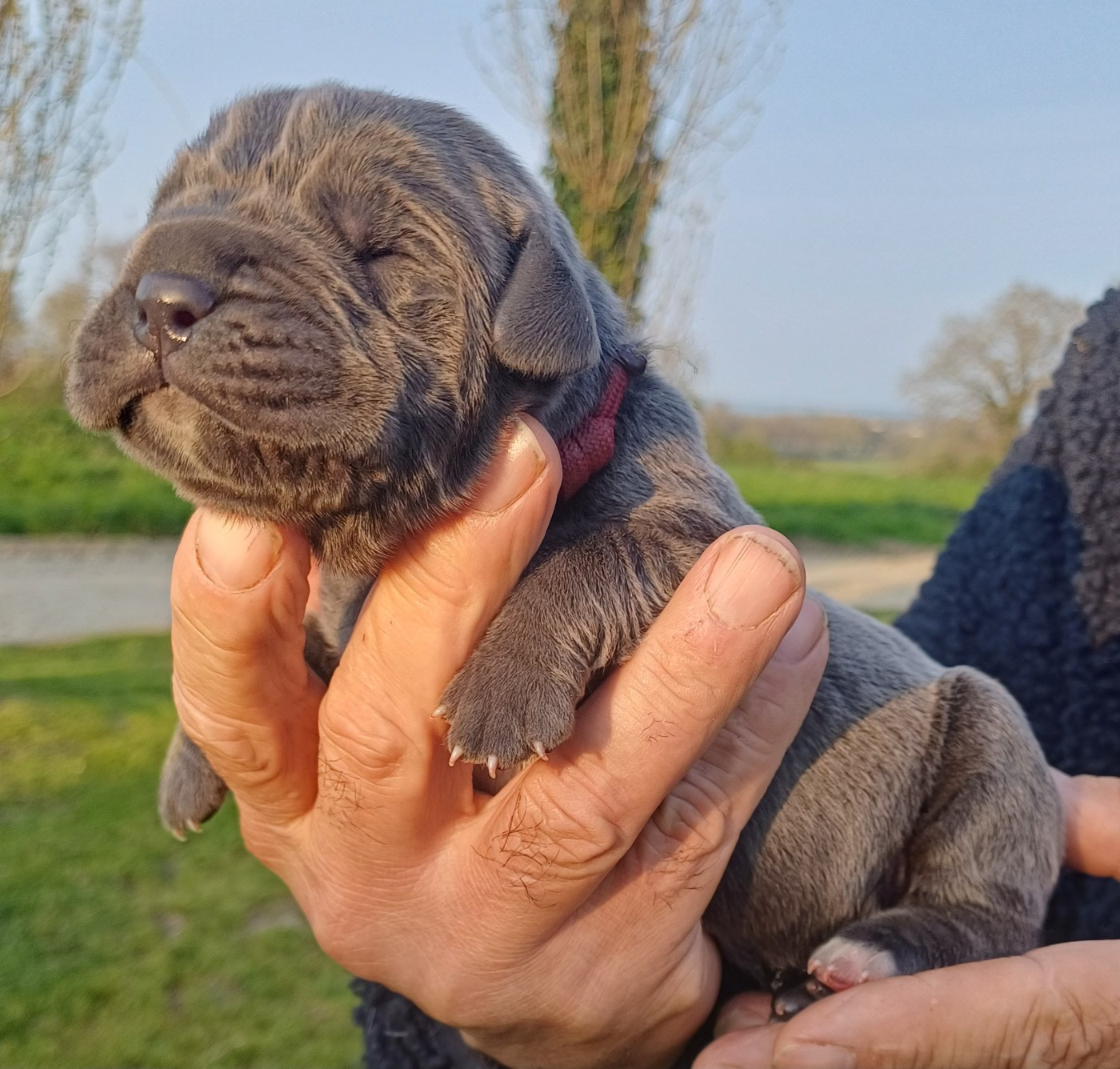 des Abysses de Némésis - Chiots disponibles - Cane Corso