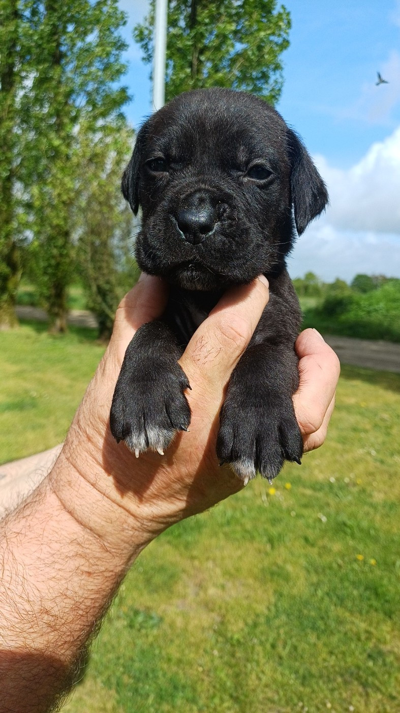 des Abysses de Némésis - Chiots disponibles - Cane Corso