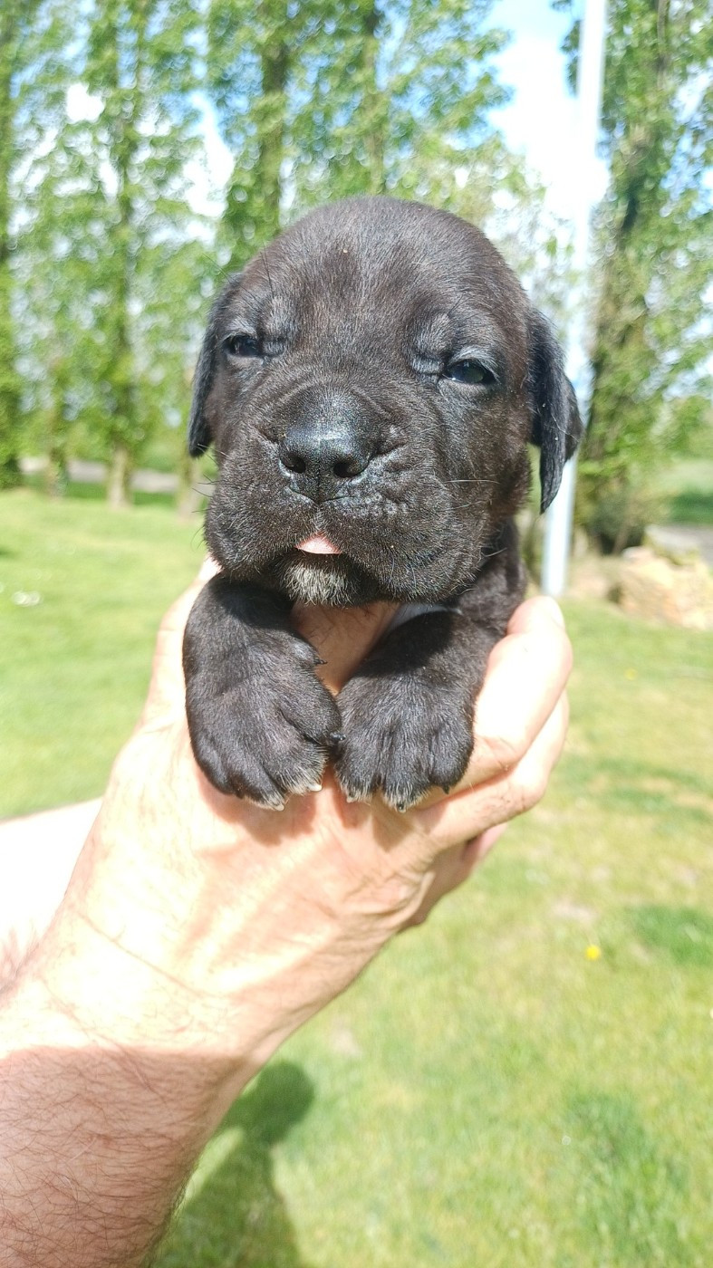 des Abysses de Némésis - Chiots disponibles - Cane Corso