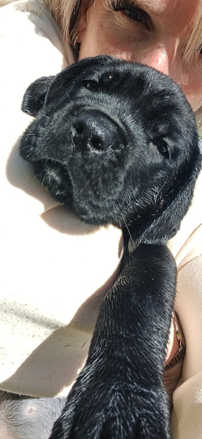 des Abysses de Némésis - Chiots disponibles - Cane Corso