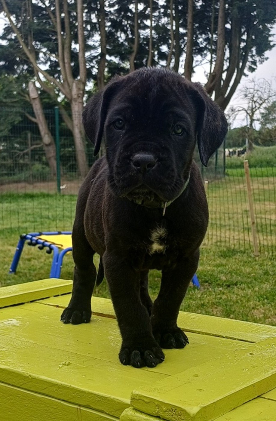 des Abysses de Némésis - Chiots disponibles - Cane Corso