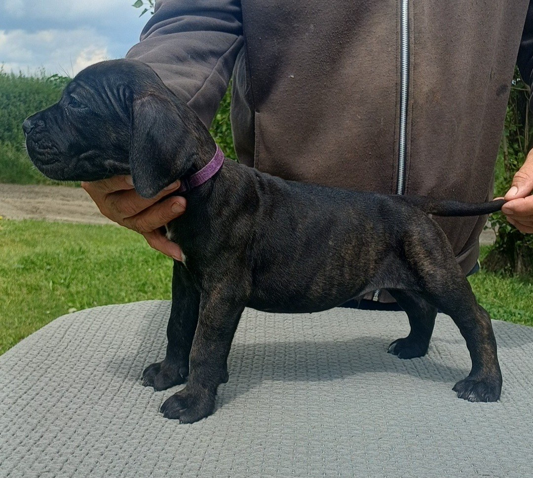des Abysses de Némésis - Chiots disponibles - Cane Corso