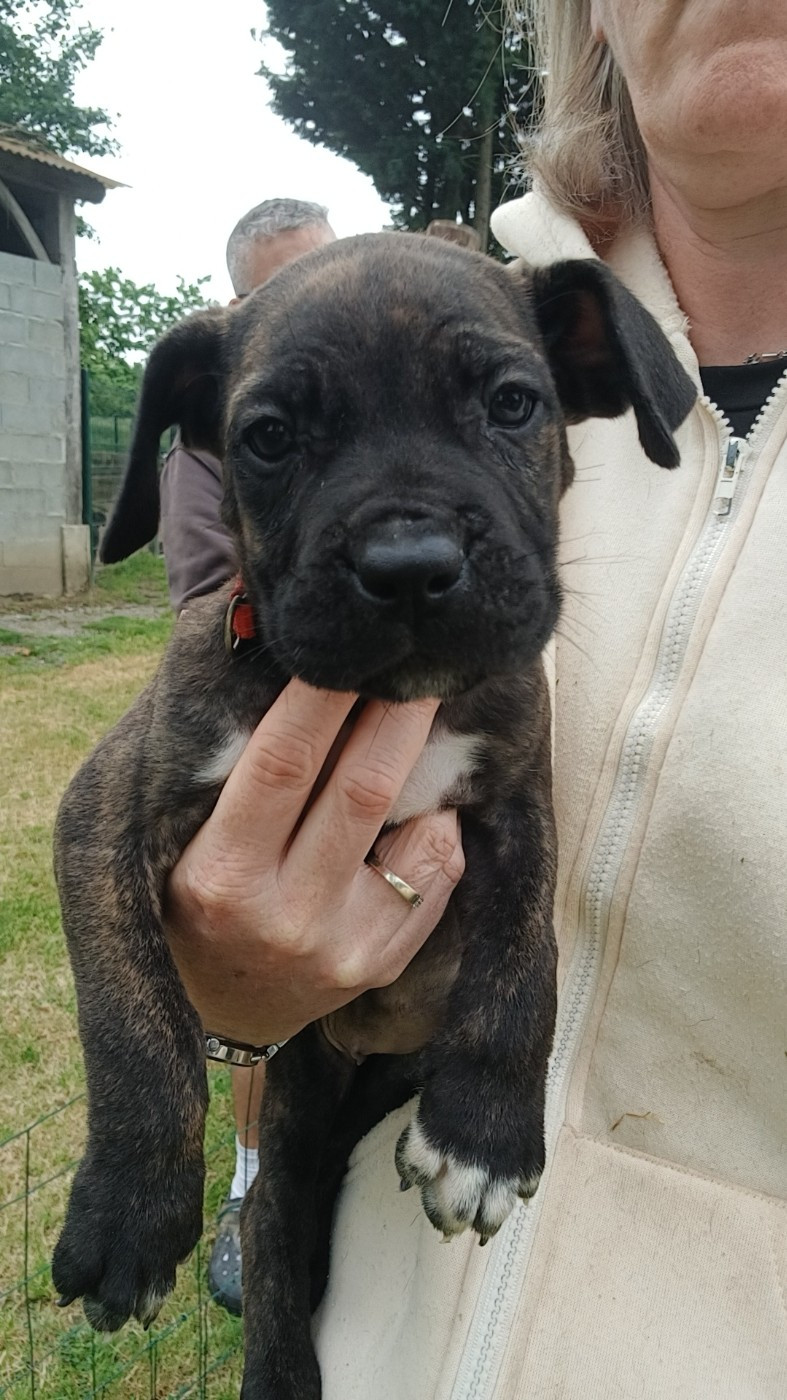 des Abysses de Némésis - Chiots disponibles - Cane Corso