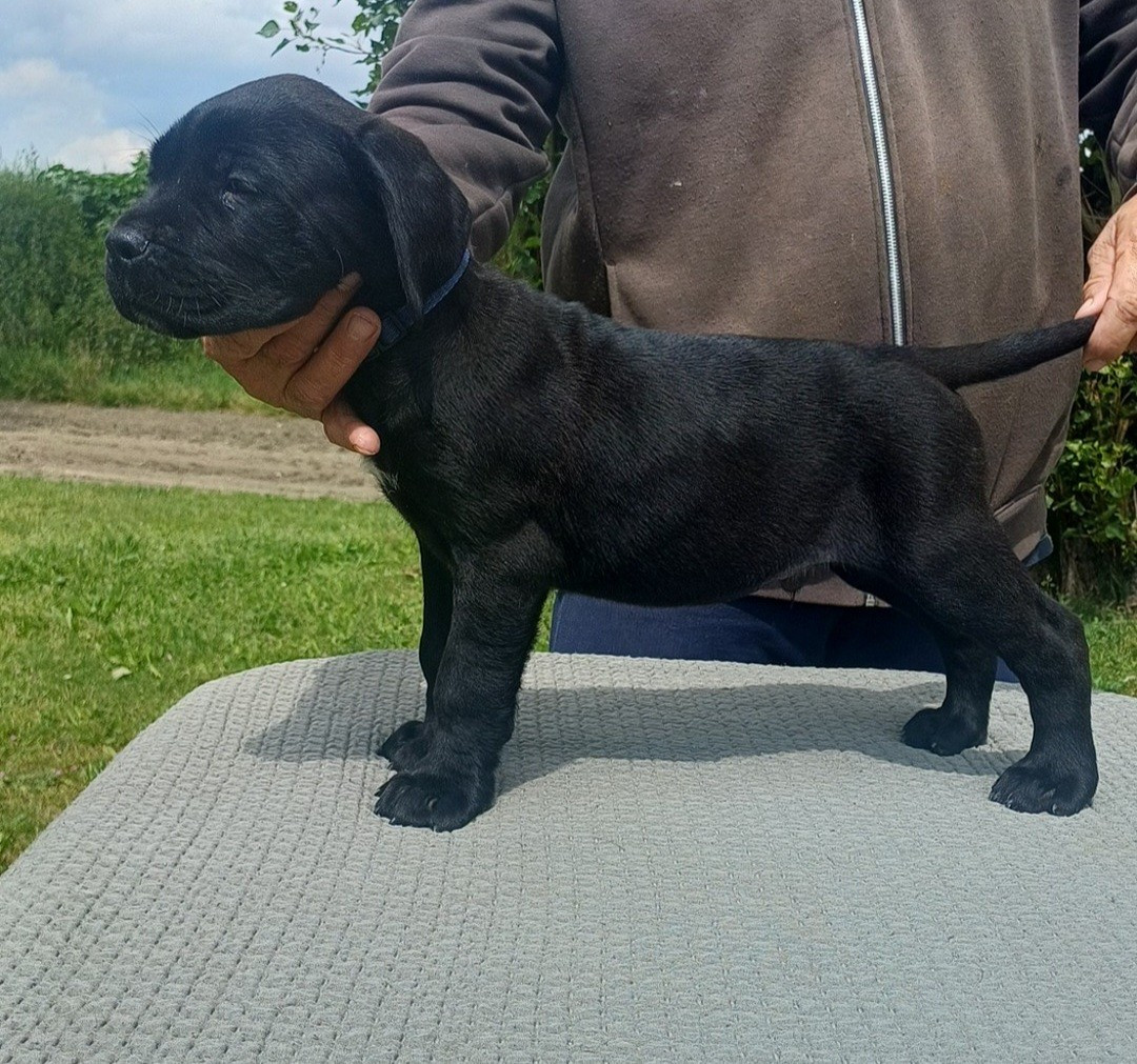 des Abysses de Némésis - Chiots disponibles - Cane Corso