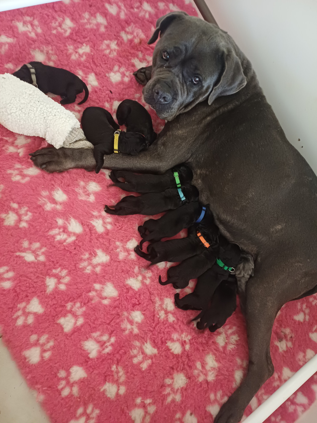 Chiot Cane Corso des Abysses de Némésis