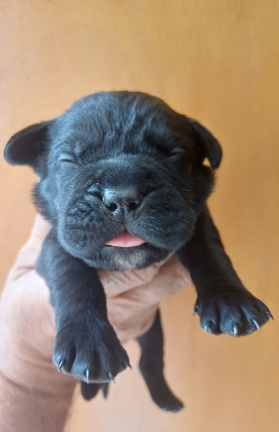 des Abysses de Némésis - Chiots disponibles - Cane Corso