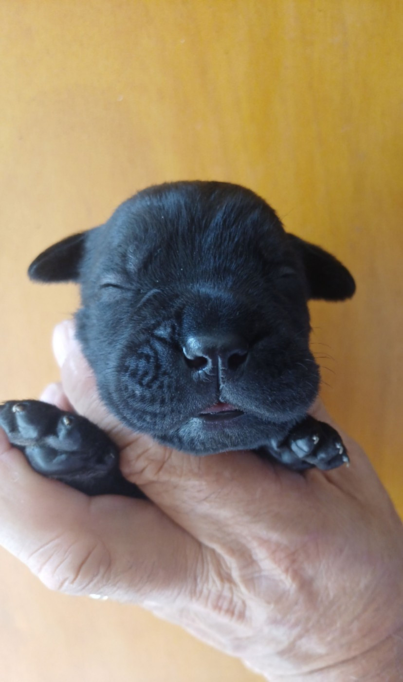 des Abysses de Némésis - Chiots disponibles - Cane Corso