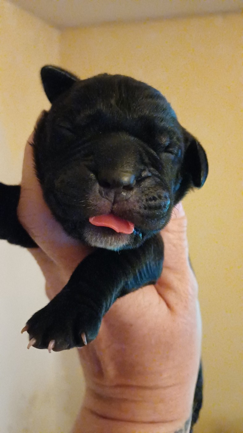 des Abysses de Némésis - Chiots disponibles - Cane Corso