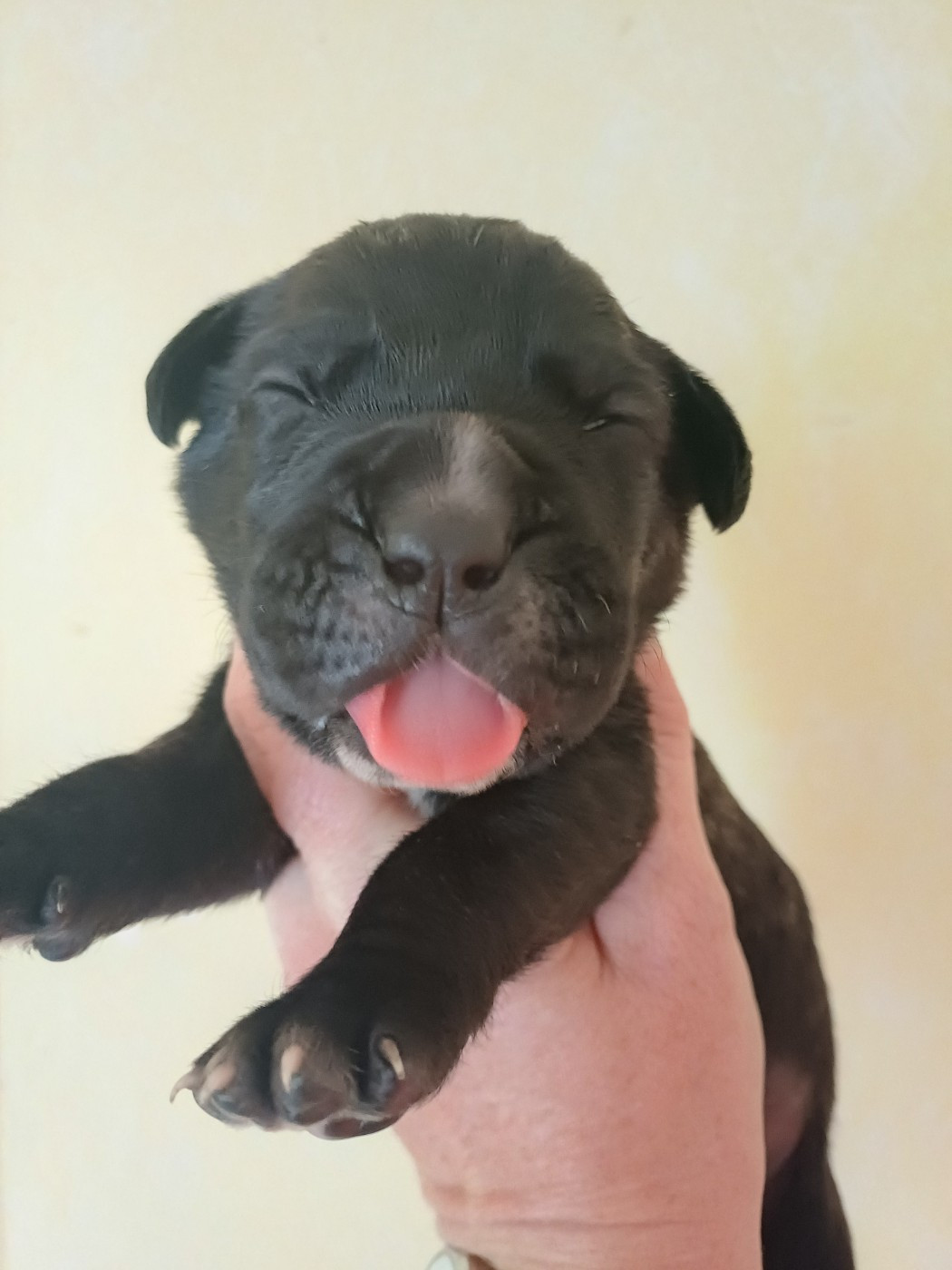 des Abysses de Némésis - Chiots disponibles - Cane Corso