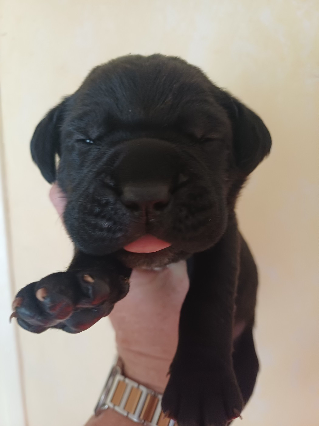 des Abysses de Némésis - Chiots disponibles - Cane Corso