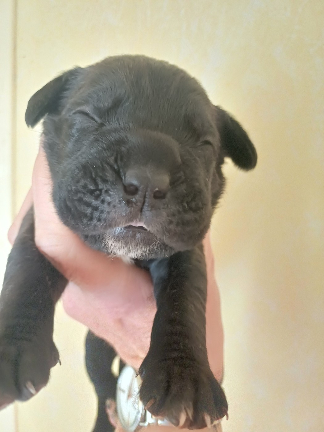 des Abysses de Némésis - Chiots disponibles - Cane Corso