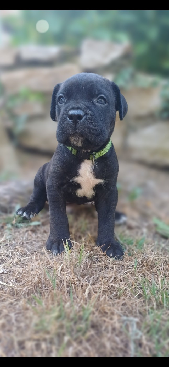 des Abysses de Némésis - Chiots disponibles - Cane Corso
