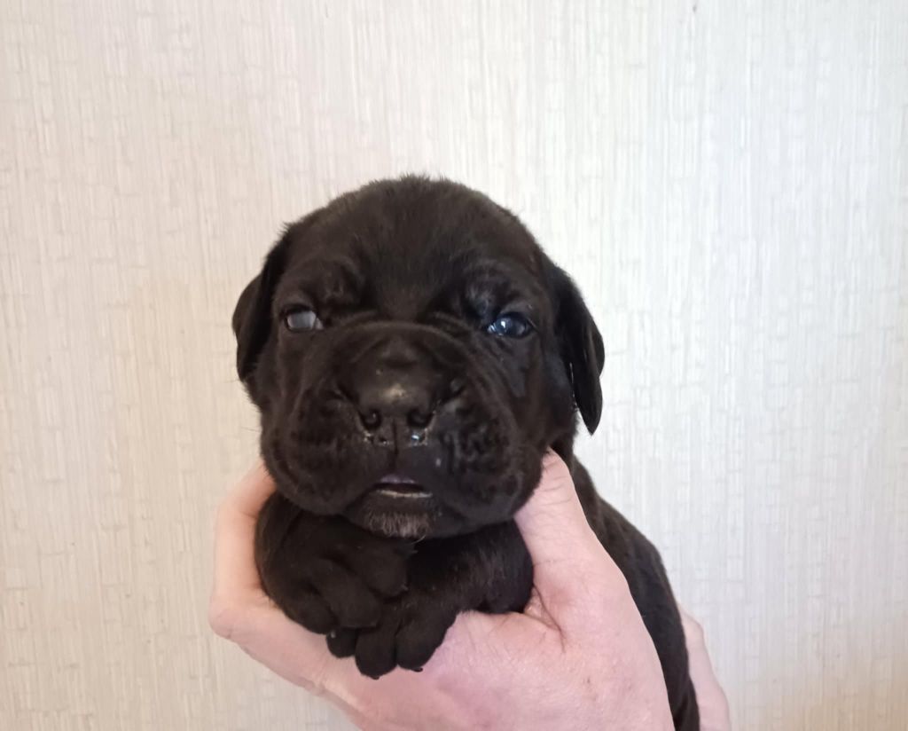 des Abysses de Némésis - Chiots disponibles - Cane Corso