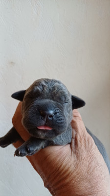 Male bleu