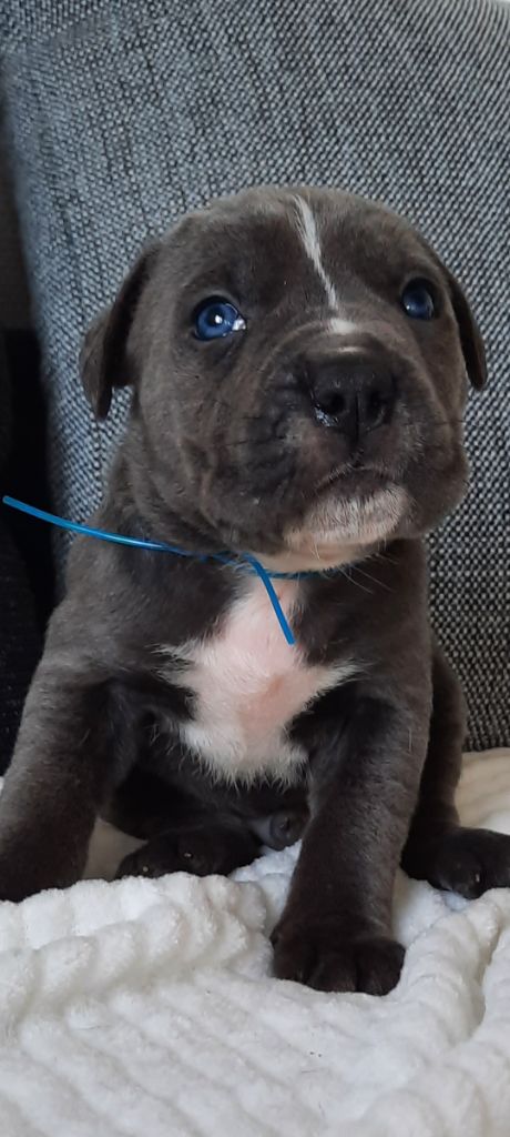 des Abysses de Némésis - Cane Corso - Portée née le 26/04/2022