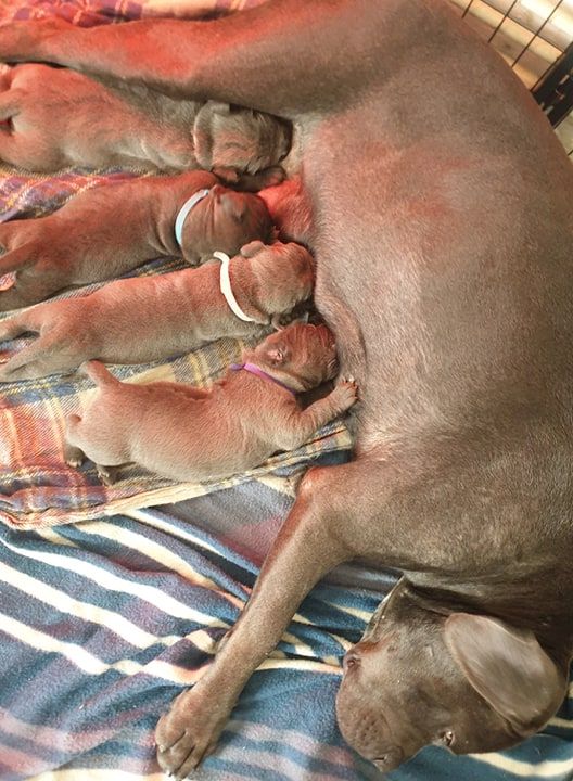 des Abysses de Némésis - Cane Corso - Portée née le 10/04/2019