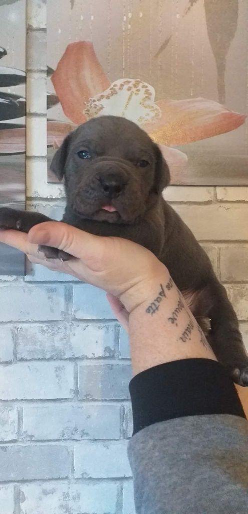 des Abysses de Némésis - Cane Corso - Portée née le 20/10/2022
